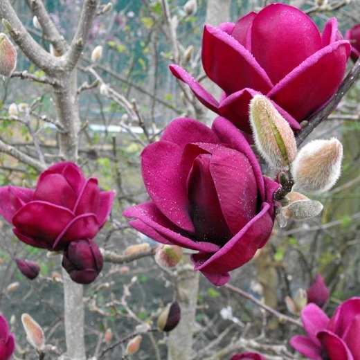 Magnolia Genie