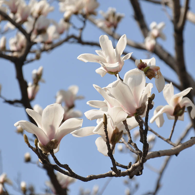 White Magnolia
