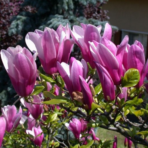 Magnolia Susan
