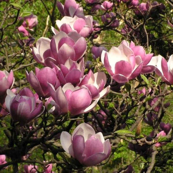 Magnolia Soulangeana