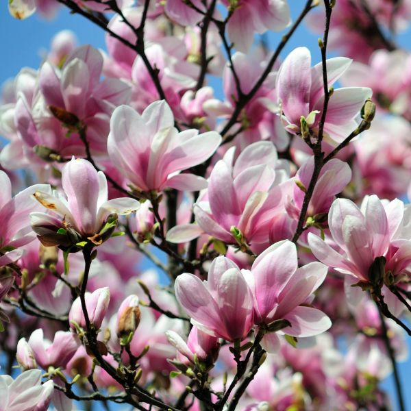 Magnolia Alexandrina Saucer