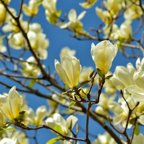 Magnolia Yellow Lantern